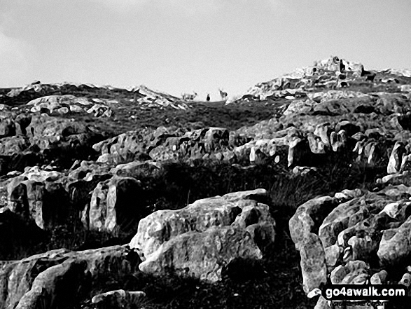 A black and white shot of Red Deer just below the summit of 
Glas Charn (Aberchalder Forest)