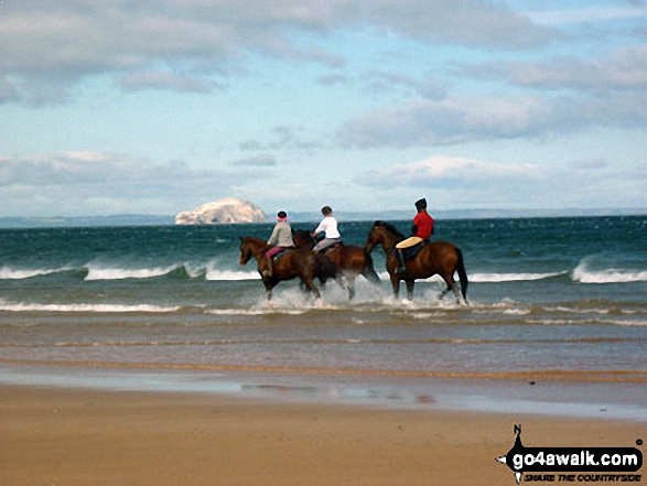 Horses being exercised in the surf on a Firth of Forth beach near Dunbar with the Bass Rock in the background