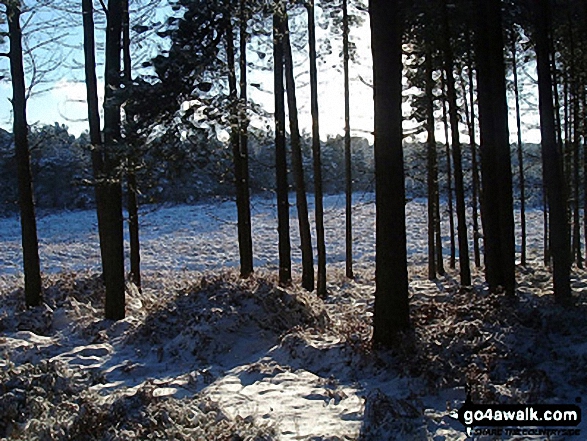 Cannock Chase in winter