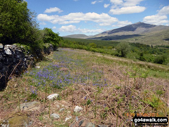 Bluebells in June in Bwlch Cwm-trwsgl