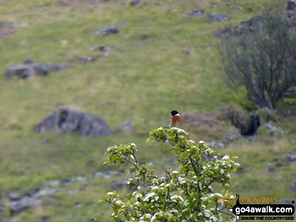 Bird in Bwlch Cwm-trwsgl