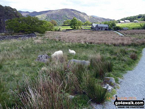 Sheep crossing the path near Beddgelert