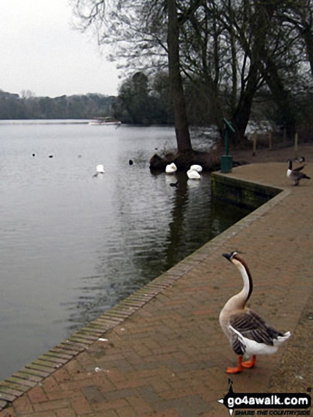 Canadian Geese on the shore of The Mere, Ellesmere