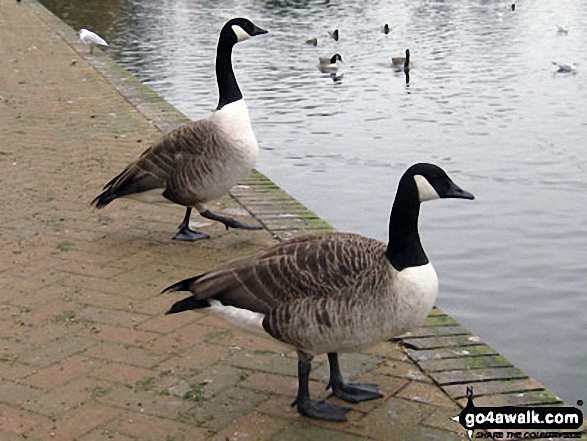 Walk sh130 Spout Wood from The Mere, Ellesmere - Canadian Geese on the shore of The Mere, Ellesmere