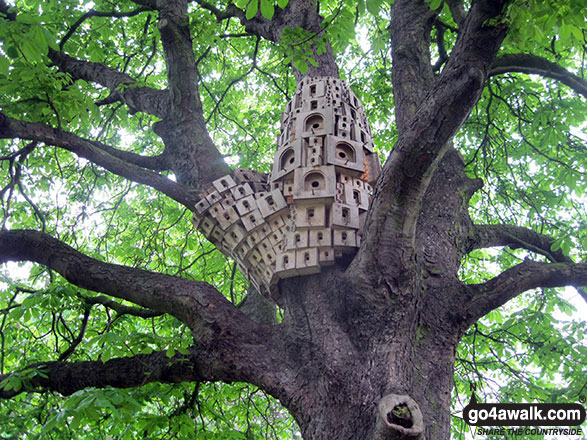 Walk nf101 Pulls Ferry and The River Wensum from Norwich - Tree close to Cow Tower, Norwich