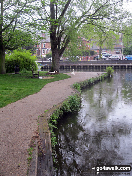 Walk nf101 Pulls Ferry and The River Wensum from Norwich - Nesting swans at Pulls Ferry, Norwich