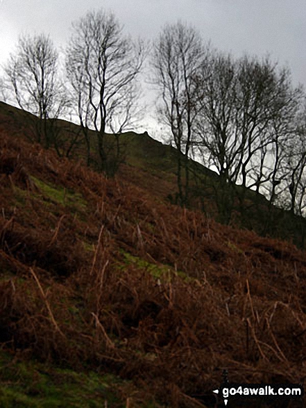 Woodland below Caer Caradoc Hill