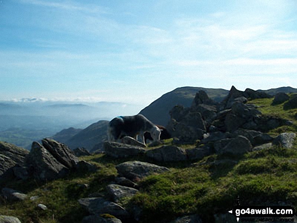 Walk c303 Swirl How and Wetherlam from Little Langdale - Sheep on Swirl How