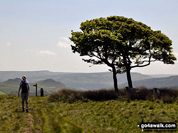 Walk d108 Edale Moor (Kinder Scout) and Crookstone Knoll (Kinder Scout) from Edale - Win Hill (Winhill Pike) and Stanage Edge from a lone tree on Crookstone Hill