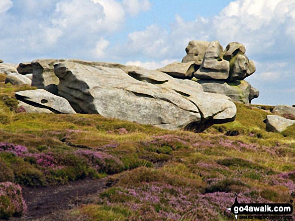 Walk d164 Barrow Stones, Grinah Stones, Bleaklow Stones and Bleaklow Head (Bleaklow Hill) from Woodhead - Heather in bloom at Barrow Stones