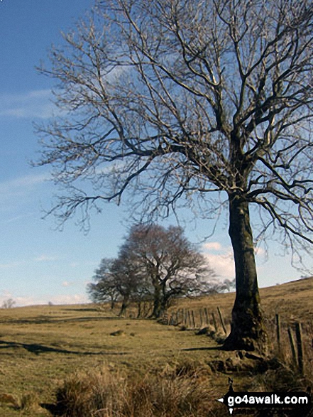 Walk l121 Easington Fell and The River Hodder from Slaidburn - The Lancashire countryside near Easington Brook