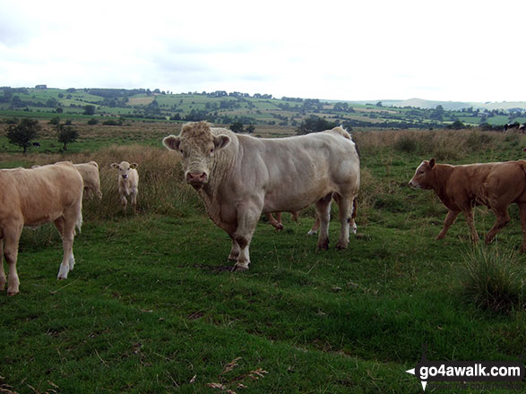 Walk s181 Merryton Low and The River Manifold from Longnor - Large Bull in a field near Little Fernyford Farm