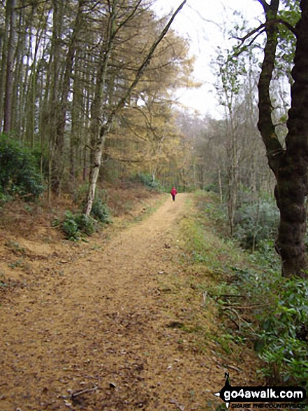 Walk ch235 Newchurch Common from Whitegate - Pettypool Wood