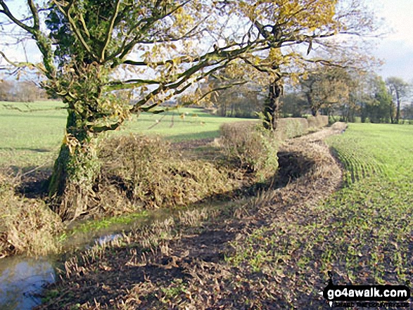 The Cheshire Countryside near Royd Wood