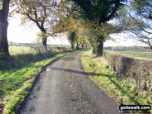 Walk ch177 Holford Hall and Royd Wood from Plumley - Cheshire Country Lane near Royd Wood, Plumley