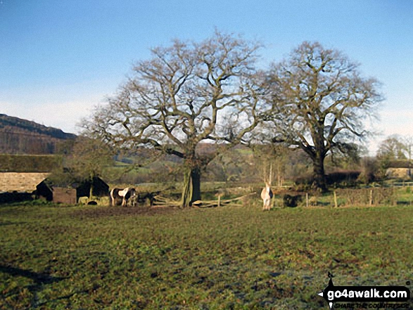 Horses in a field, Beeley