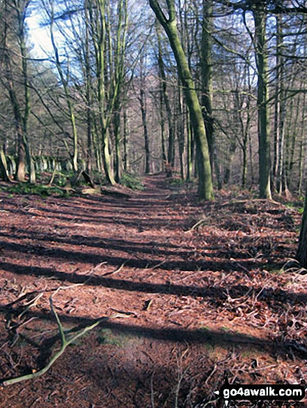 Walk d181 Hob Hurst's House and Beeley Moor from Hell Bank Plantation, Beeley - Beeley Plantation