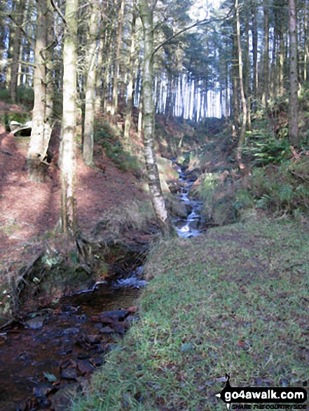 Walk d181 Hob Hurst's House and Beeley Moor from Hell Bank Plantation, Beeley - Beeley Brook in Hell Bank Plantation, Beeley