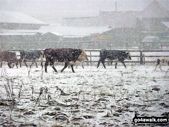 Cattle in a blizzard near Weeting in the snow