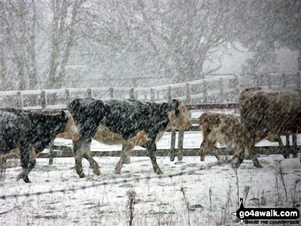 Cattle in a blizzard near Weeting in the snow