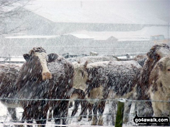 Cattle in a blizzard near Weeting in the snow