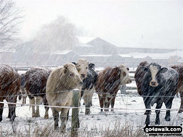 Cattle in a blizzard near Weeting in the snow