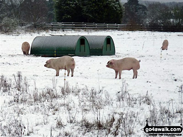 Pigs in a field near Weeting in the snow