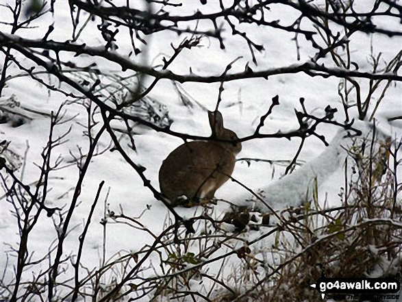 Rabbit near Weeting in the snow