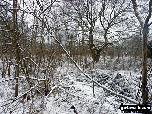 Woodland near Weeting in the snow