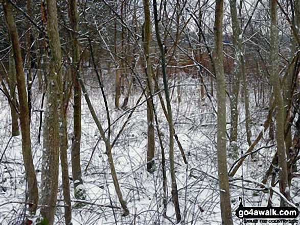 Woodland near Weeting in the snow