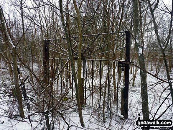 Lone gate in woodland near Weeting in the snow