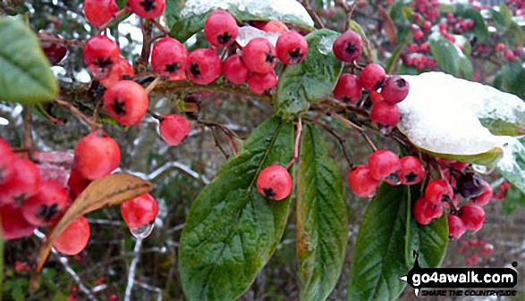 Winter Berries near Weeting in the snow