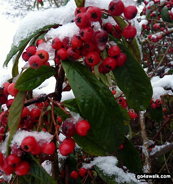 Winter Berries near Weeting in the snow