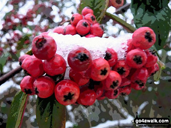 Winter Berries near Weeting in the snow