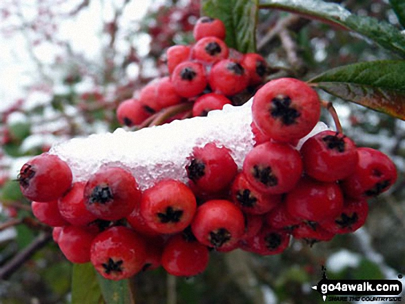 Winter Berries near Weeting in the snow