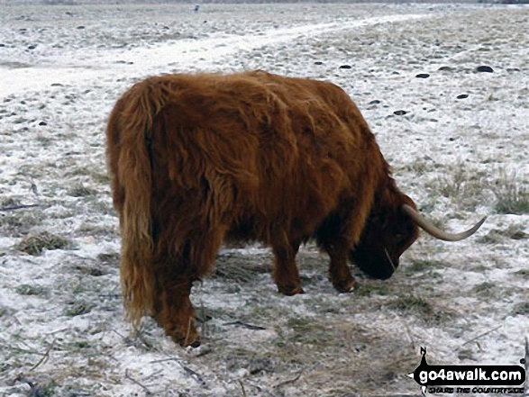 Highland Cow near Weeting in the snow