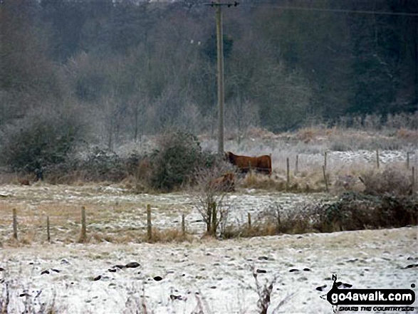 The countryside near Weeting in the snow