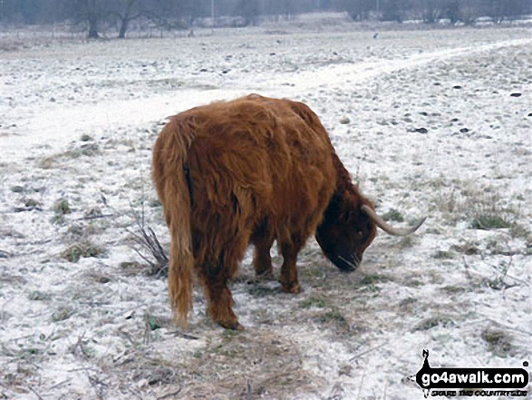 Highland Cow near Weeting in the snow