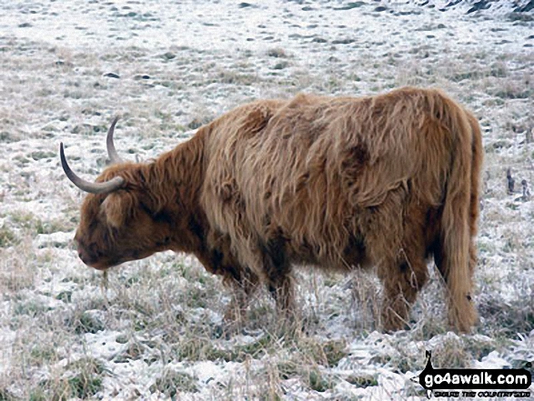 Highland Cow near Weeting in the snow