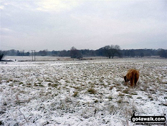 Highland Cow in a field near Weeting in the snow