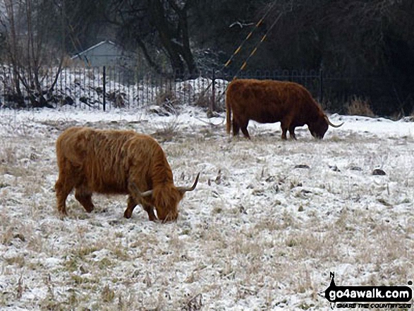 Highland Cattle near Weeting in the snow