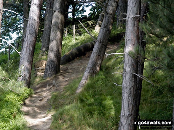 Walk sy102 Pike Lowe from Langsett Reservoir - Walking through woodland on the banks of Langsett Reservoir