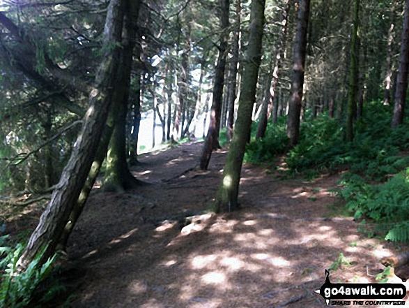 Walk sy102 Pike Lowe from Langsett Reservoir - Walking through woodland on the banks of Langsett Reservoir