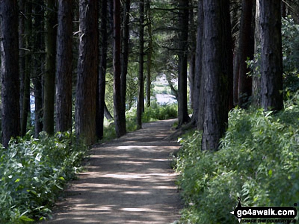 Walk sy102 Pike Lowe from Langsett Reservoir - Walking through woodland on the banks of Langsett Reservoir