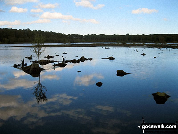 Blakemere Moss, Delamere Forest