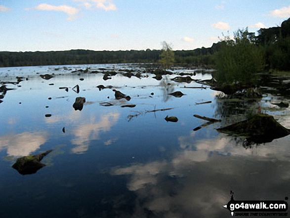 Blakemere Moss, Delamere Forest