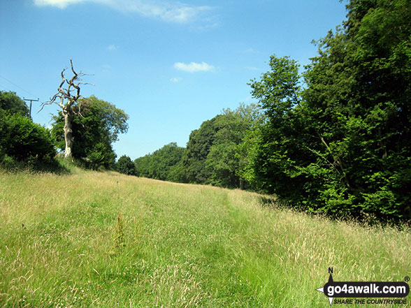 Walk ny190 Appleton-le-Moors from Hutton-le-Hole - Walking beside Hagg Wood between Lastingham and Lower Askew