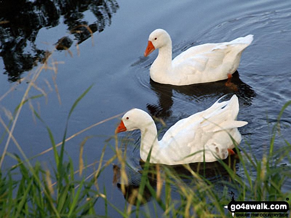 Walk ny106 Kelber from Grassington - Ducks on the River Wharf near Grassington