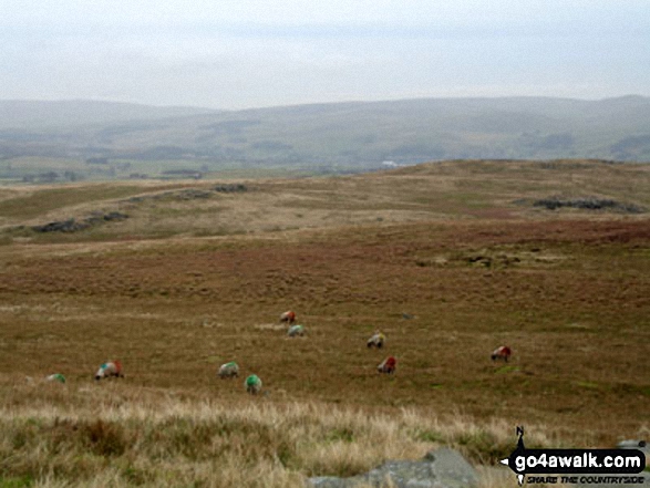 Walk l125 Whelp Stone Crag and Crutchenber Fell (Bowland Knotts) from Gisburn Forest - Looking West from Resting Stone