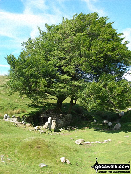 Walk de183 Devil's Tor from Two Bridges - Ruin and Tree near Devonport Leat